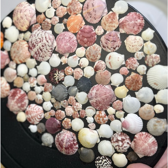 50 Colorful FLORIDA CALICO SCALLOPS SHELLS CRAFTING DIY COLLECTING MIXED LOT - Picture 15 of 17